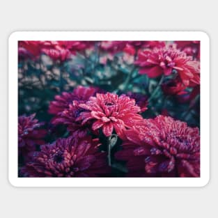 Crimson Chrysanthemums in the morning Sticker